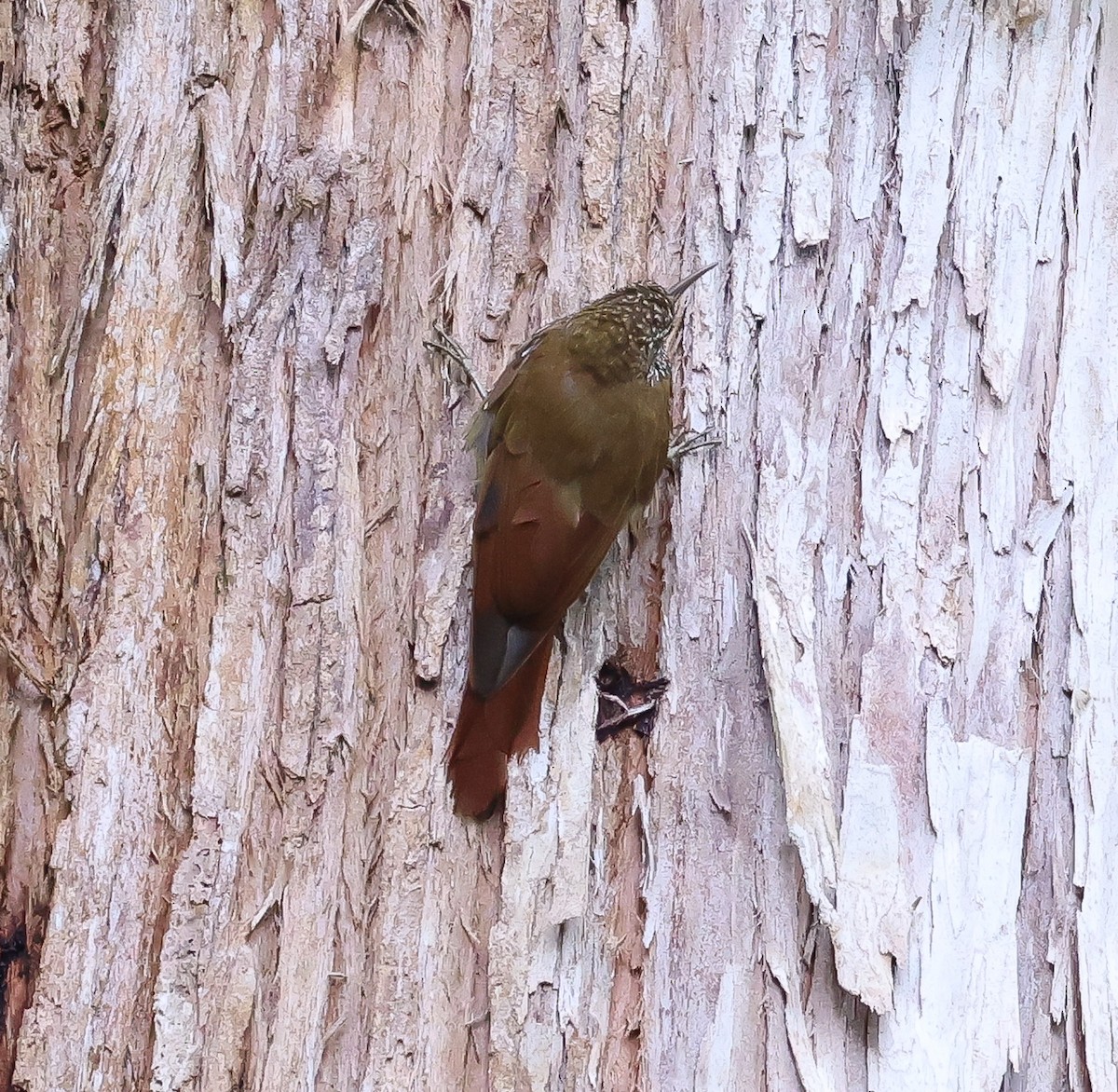 Montane Woodcreeper - ML610482043