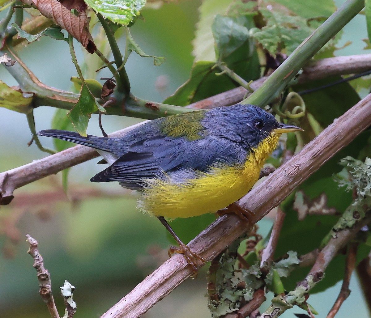 Tropical Parula - Bob Fogg