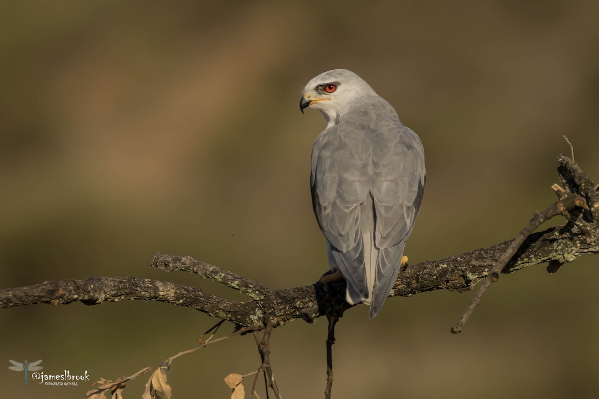Black-winged Kite - ML610482113