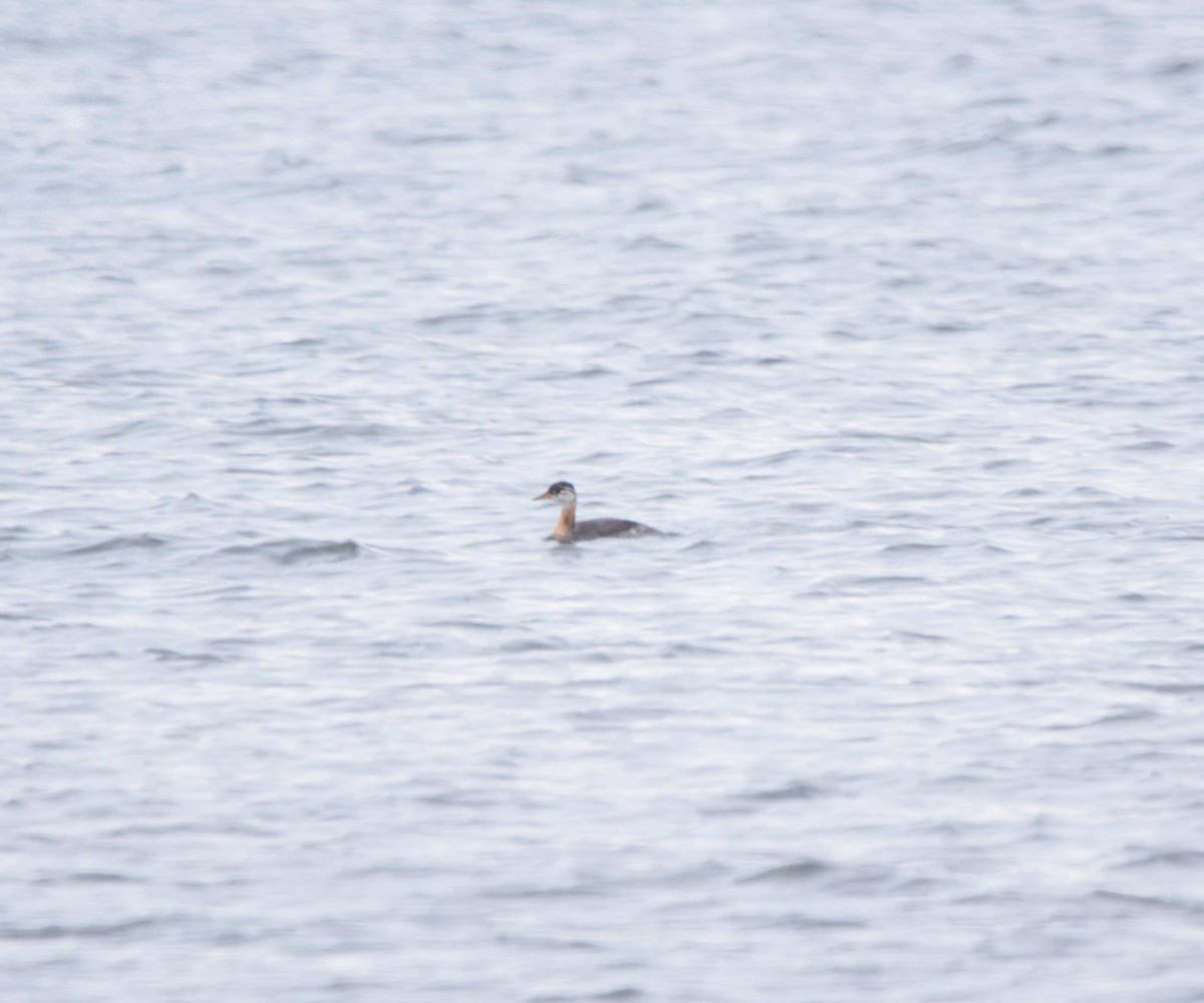 Red-necked Grebe - ML610482133