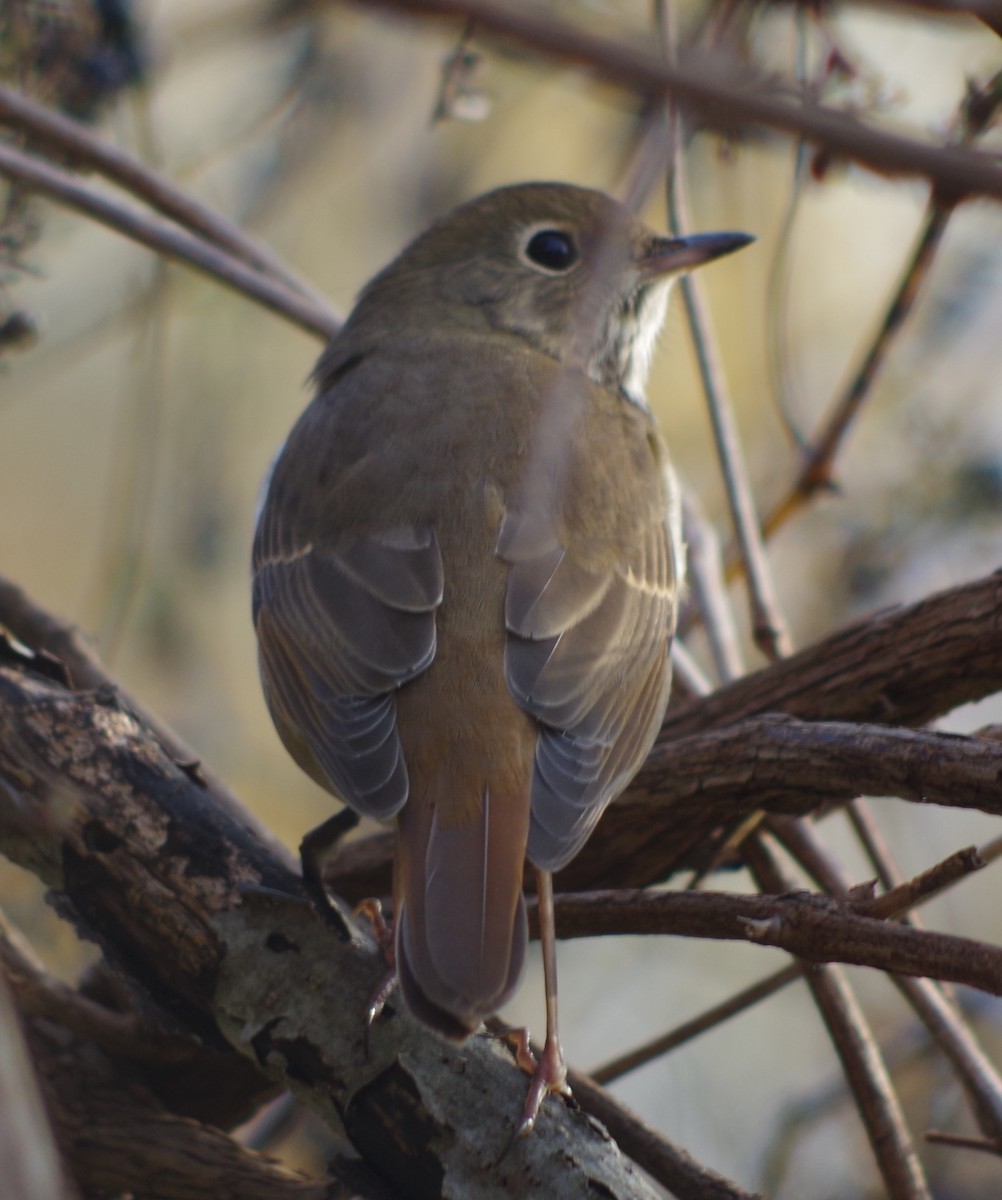 Hermit Thrush - ML610482294