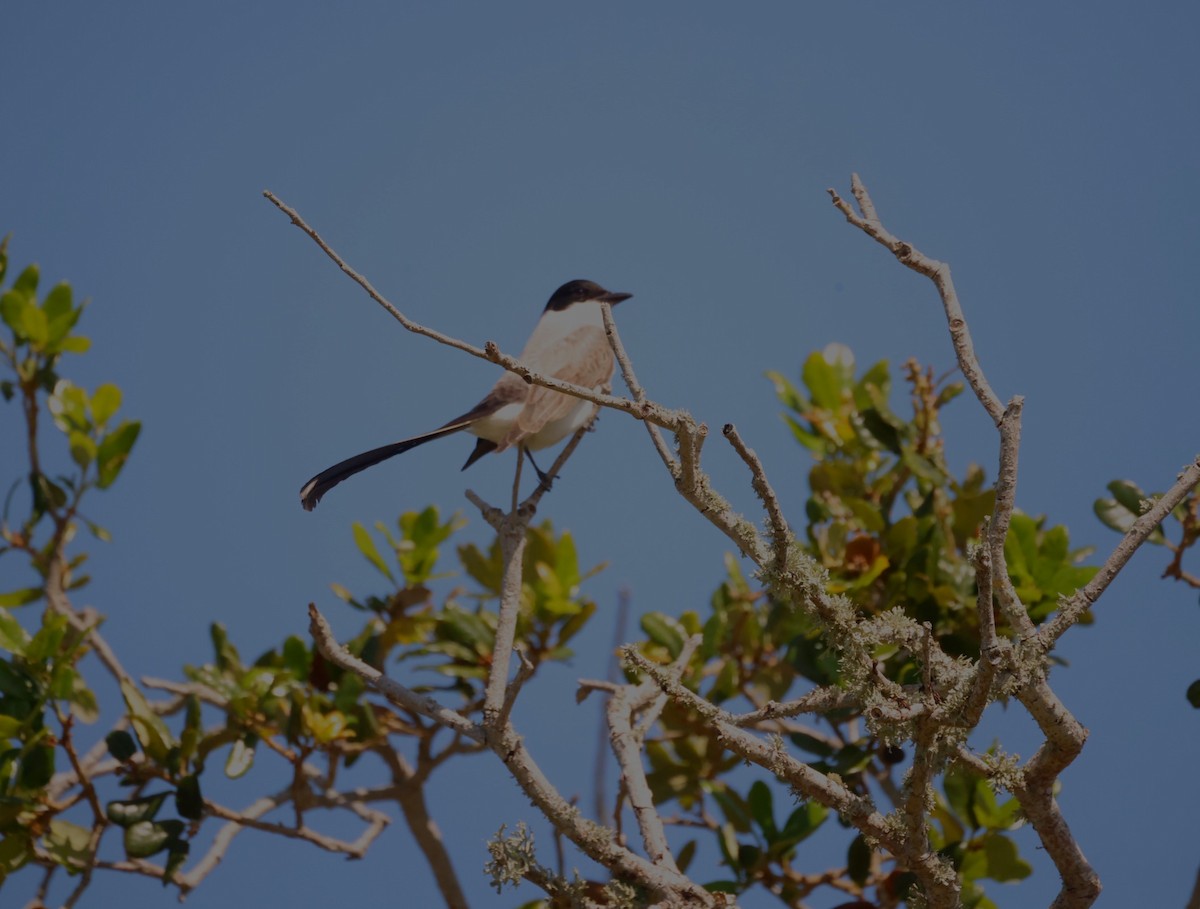 Fork-tailed Flycatcher - Kevin Sarsfield