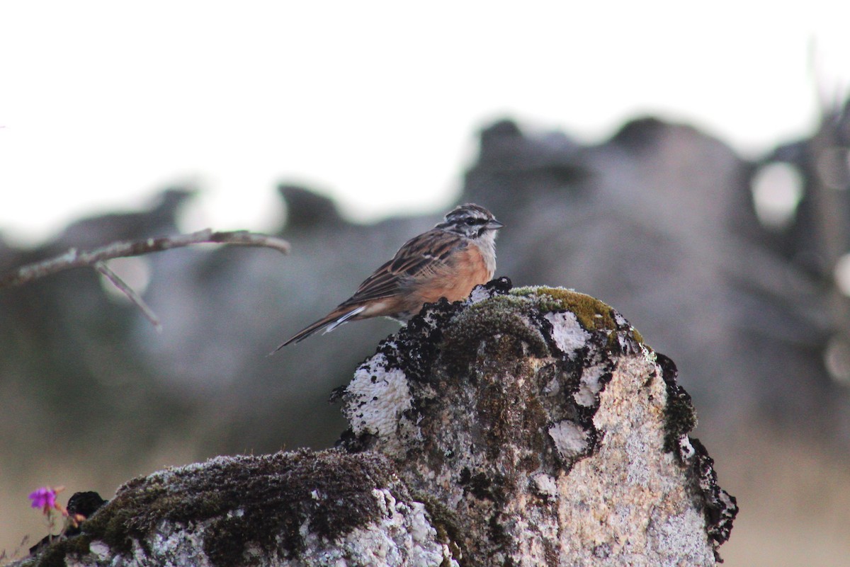 Rock Bunting - ML610482506