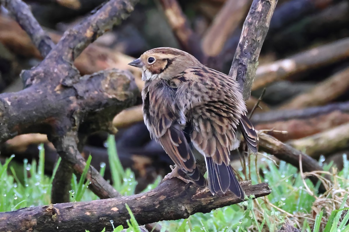 Little Bunting - Ilya Maclean