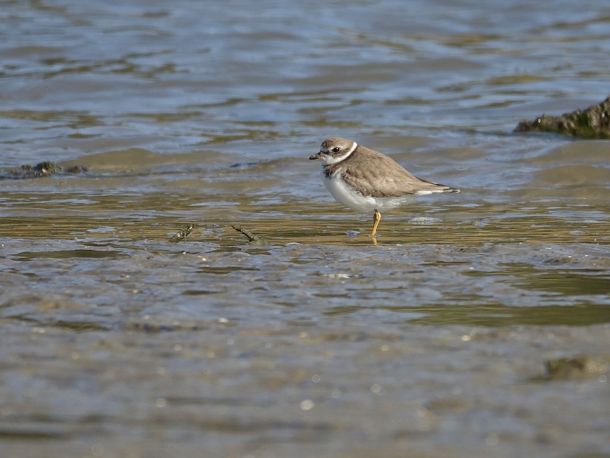 Semipalmated Plover - ML610482597