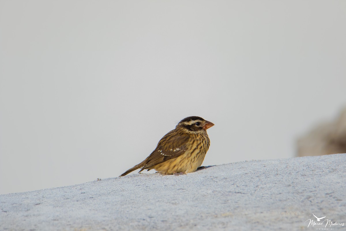 Rose-breasted Grosbeak - ML610482611