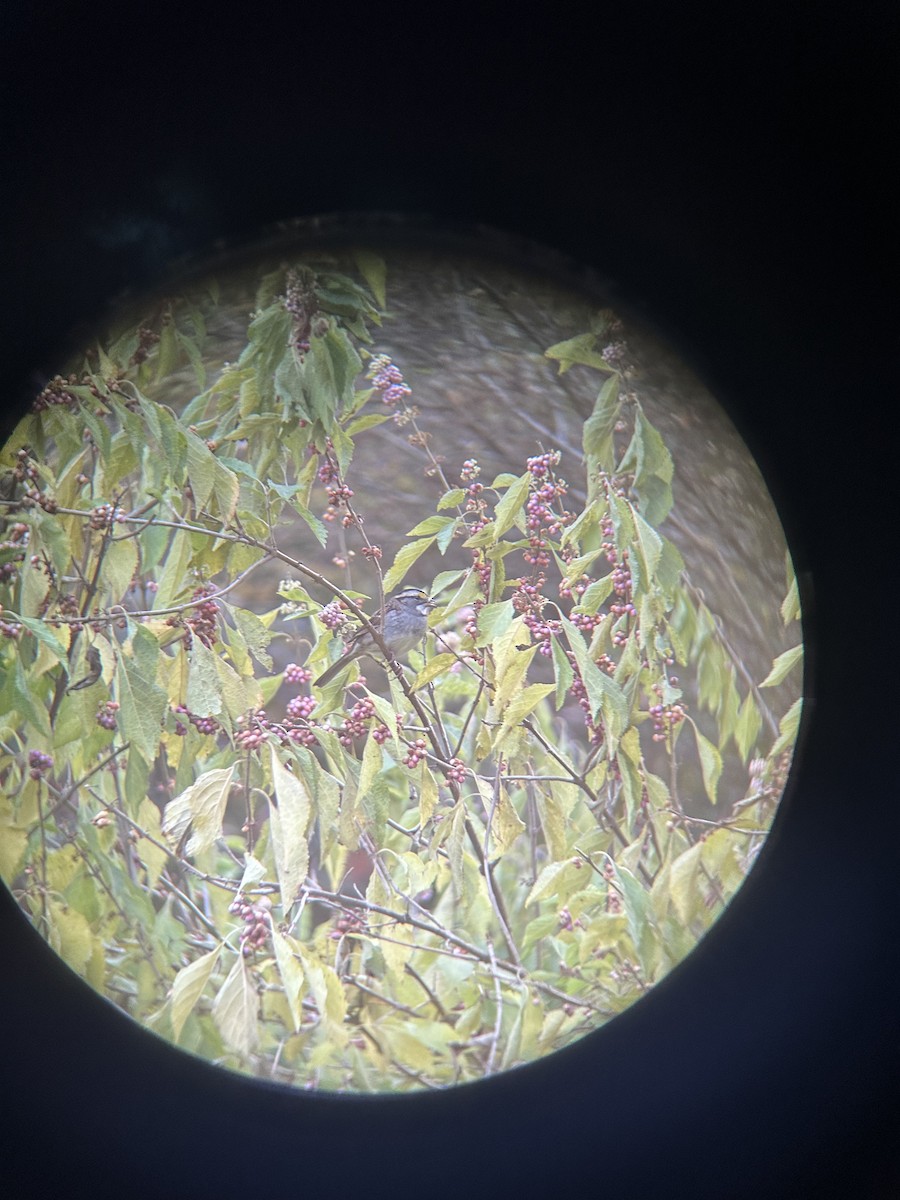 White-throated Sparrow - ML610482619