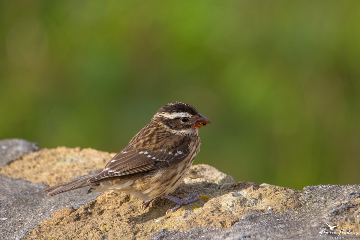 Rose-breasted Grosbeak - ML610482637
