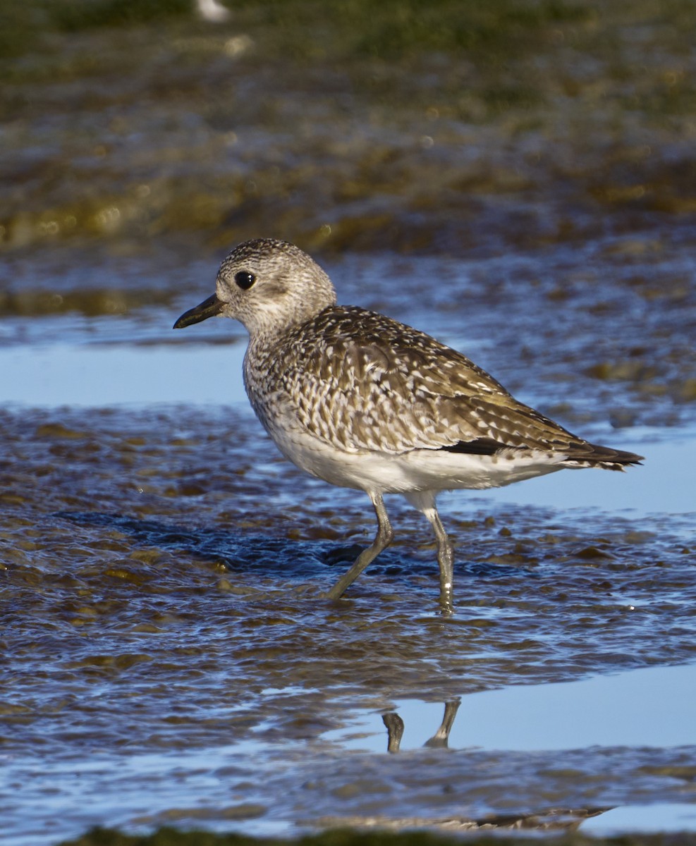 Black-bellied Plover - ML610482638