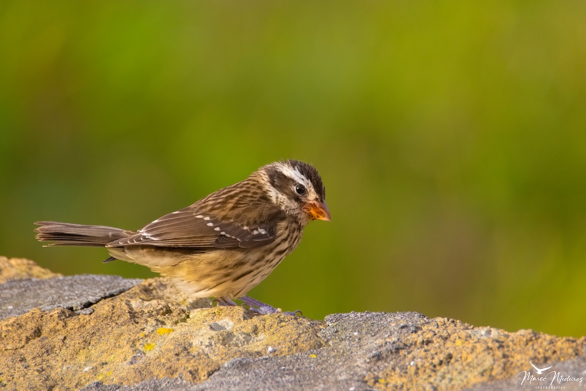 Rose-breasted Grosbeak - ML610482651
