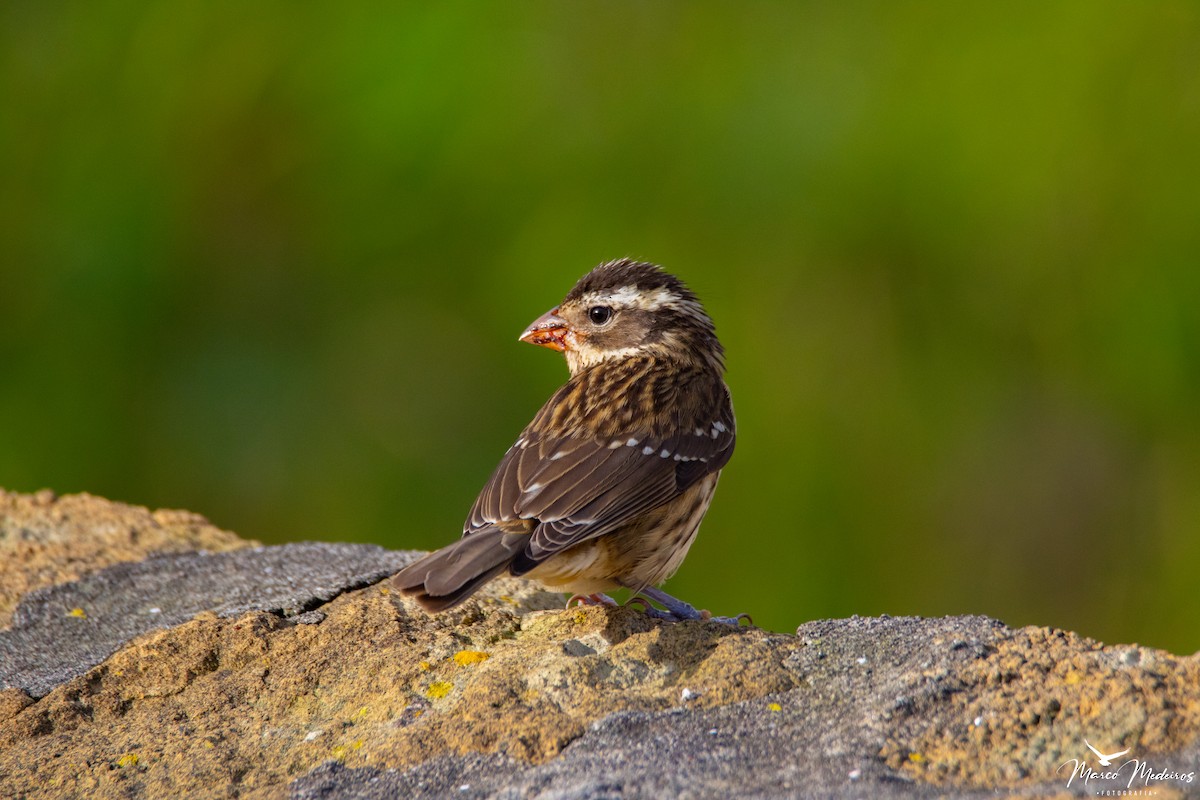 Rose-breasted Grosbeak - ML610482666