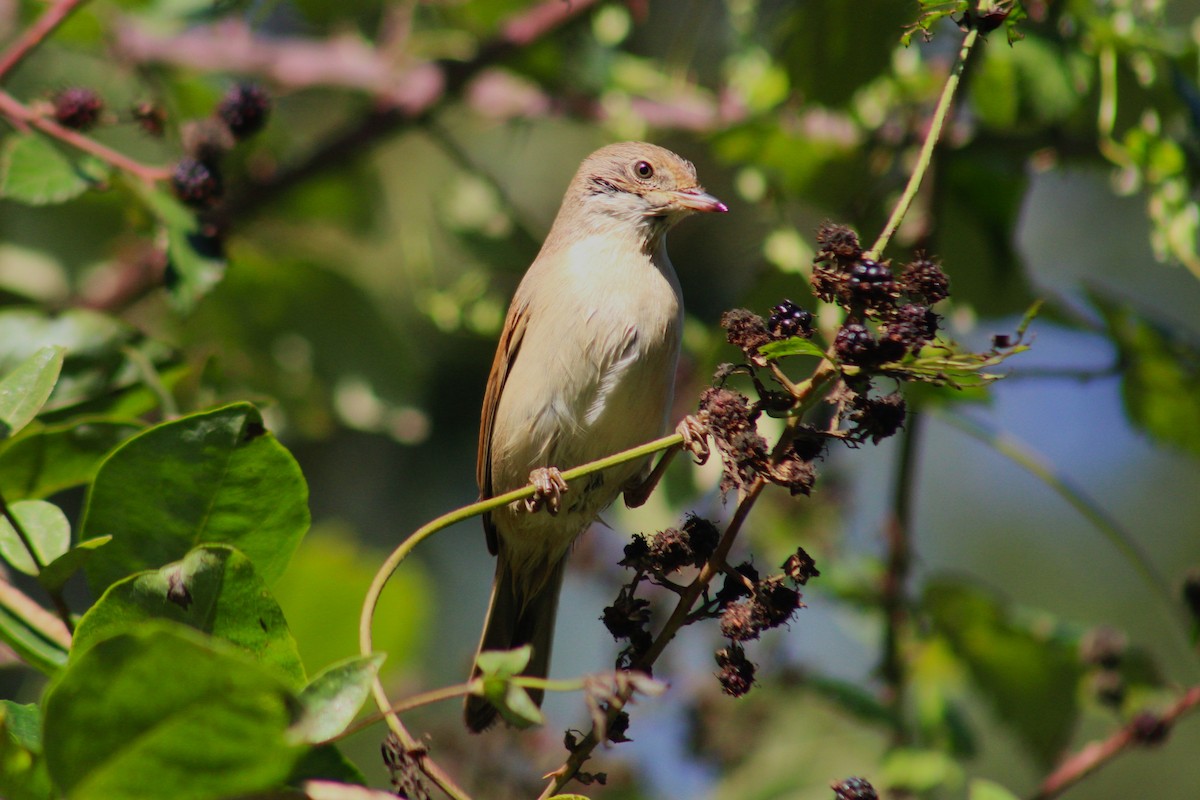 Greater Whitethroat - ML610482713