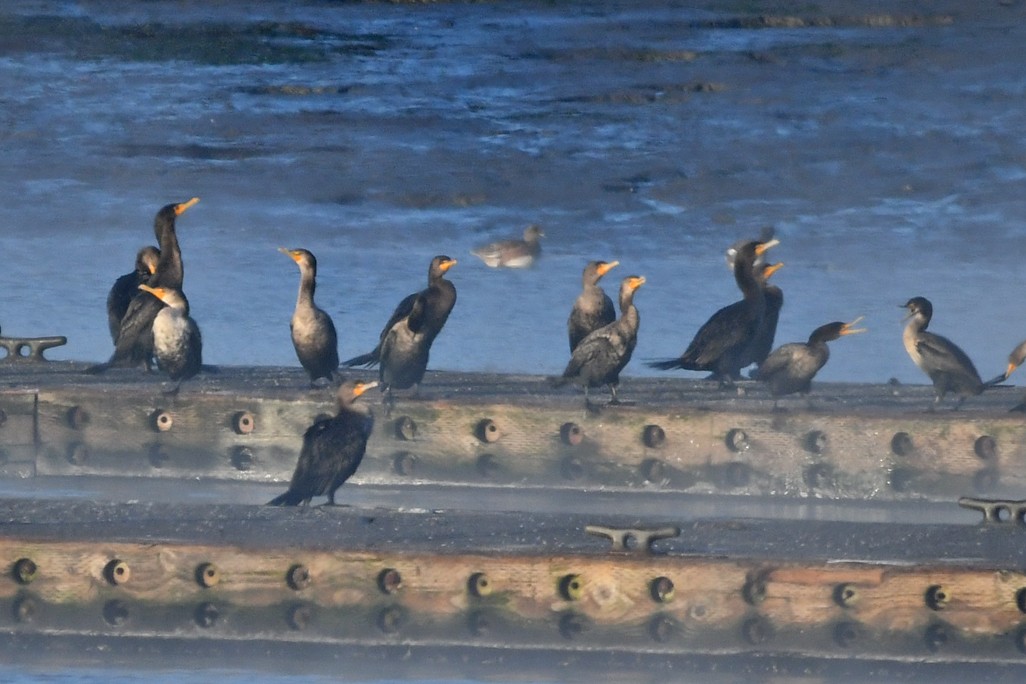 Cormoran à aigrettes - ML610482753