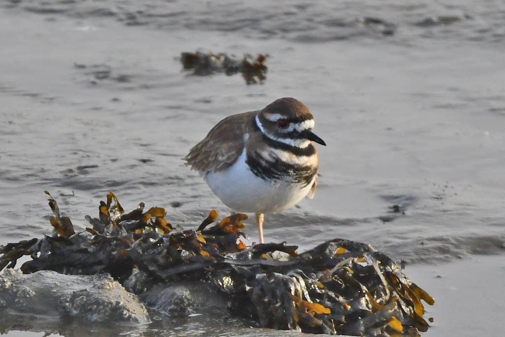 Killdeer - ML610482806