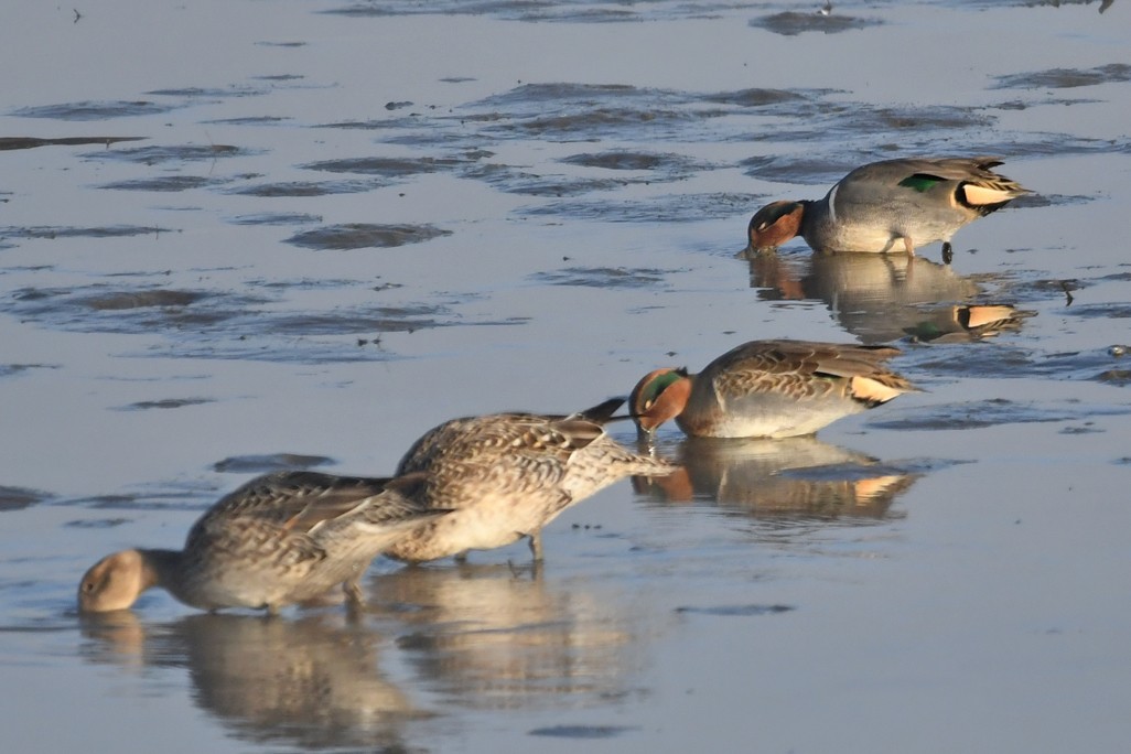 Green-winged Teal - ML610482810