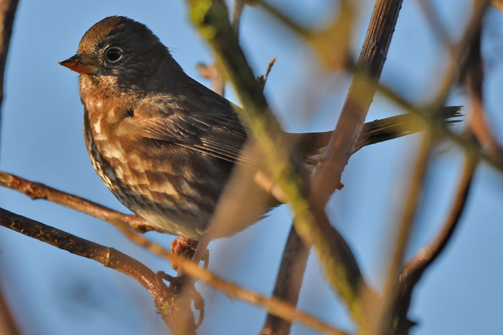 Fox Sparrow - ML610482831