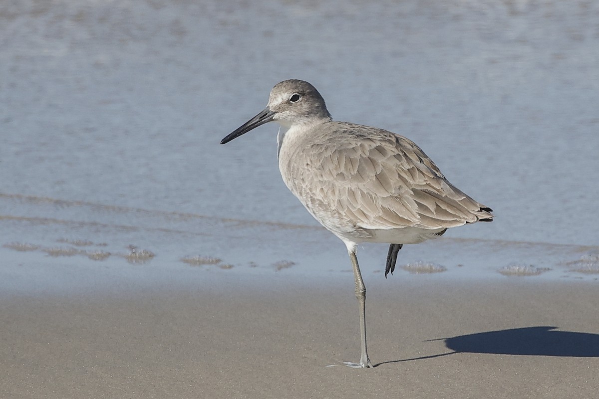 Willet (Western) - ML610482834