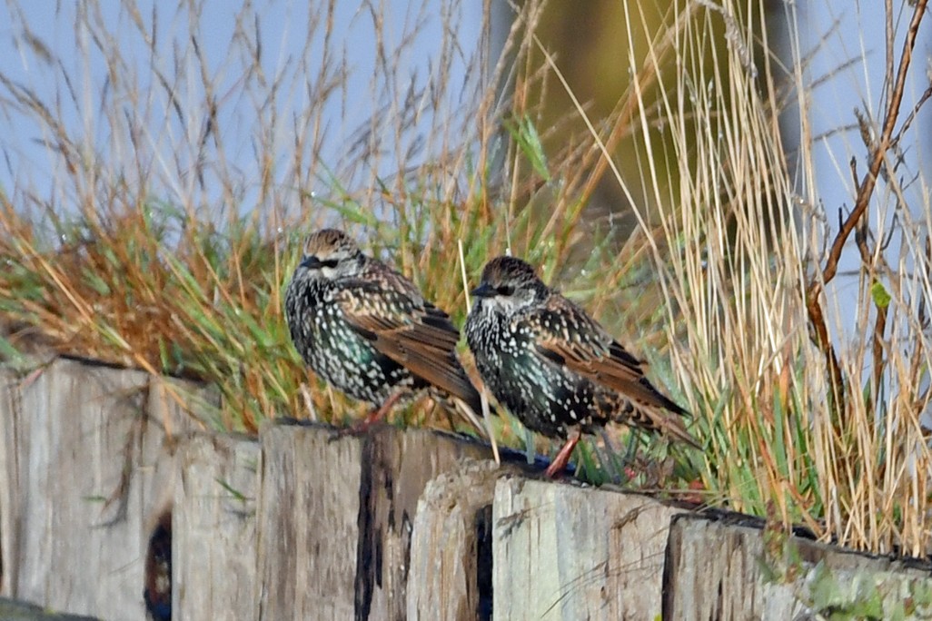 European Starling - ML610482840