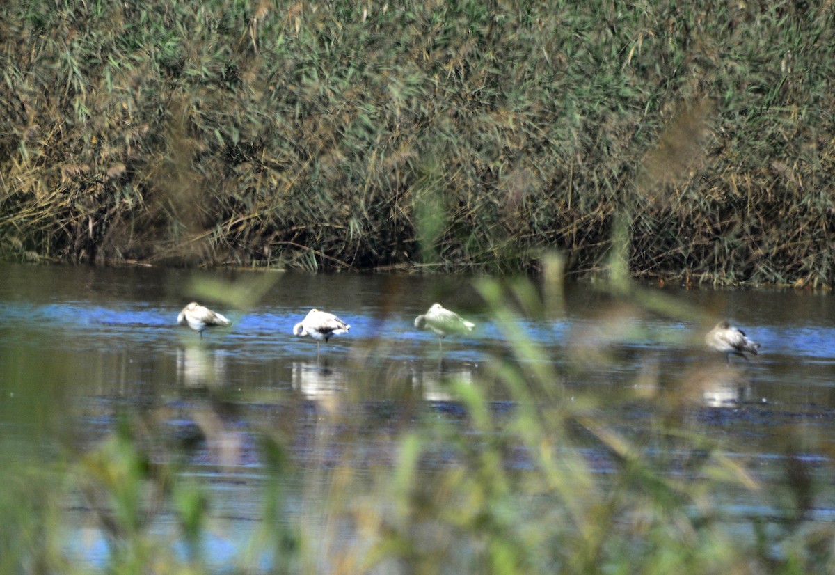 rosenflamingo - ML610482989