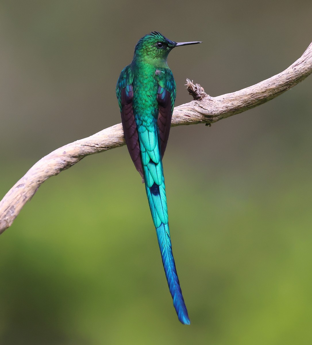Long-tailed Sylph - ML610482992