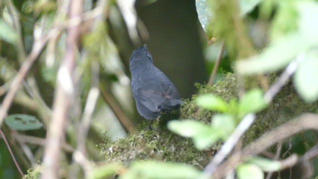 White-crowned Tapaculo - ML610483007