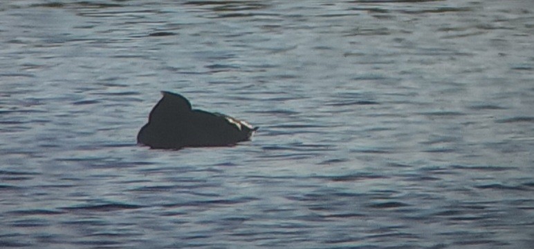 Tufted Duck - ML610483019