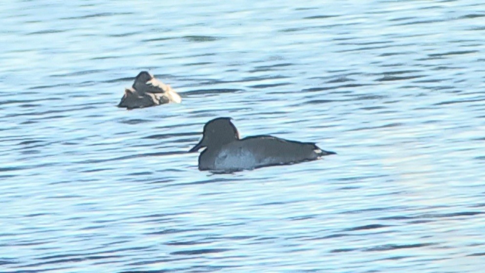 Tufted Duck - ML610483022