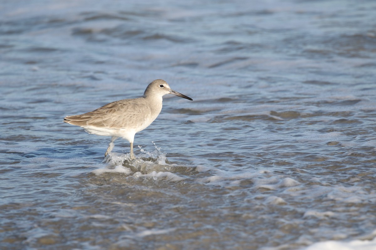 Willet - ML610483072