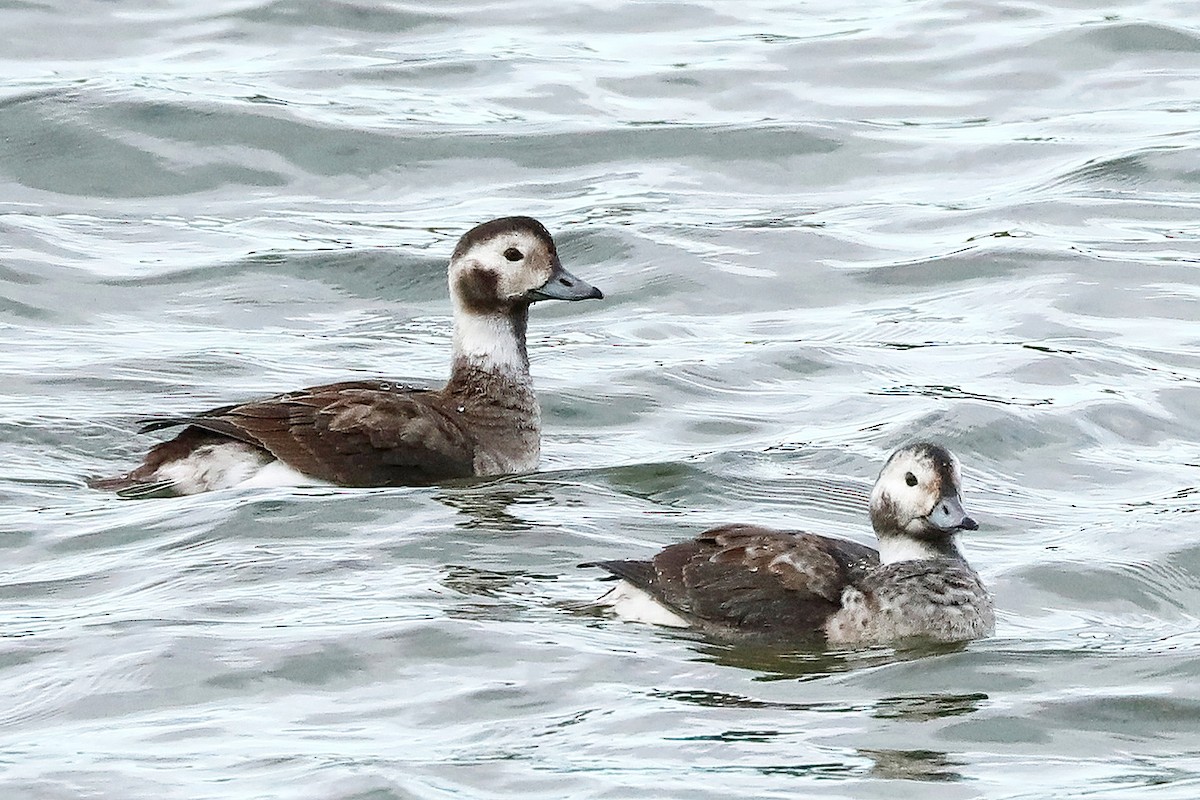 Long-tailed Duck - ML610483160