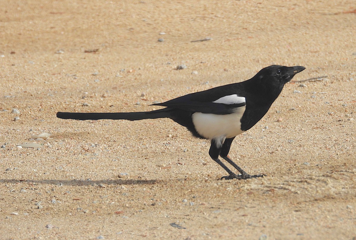 Eurasian Magpie - ML610483161