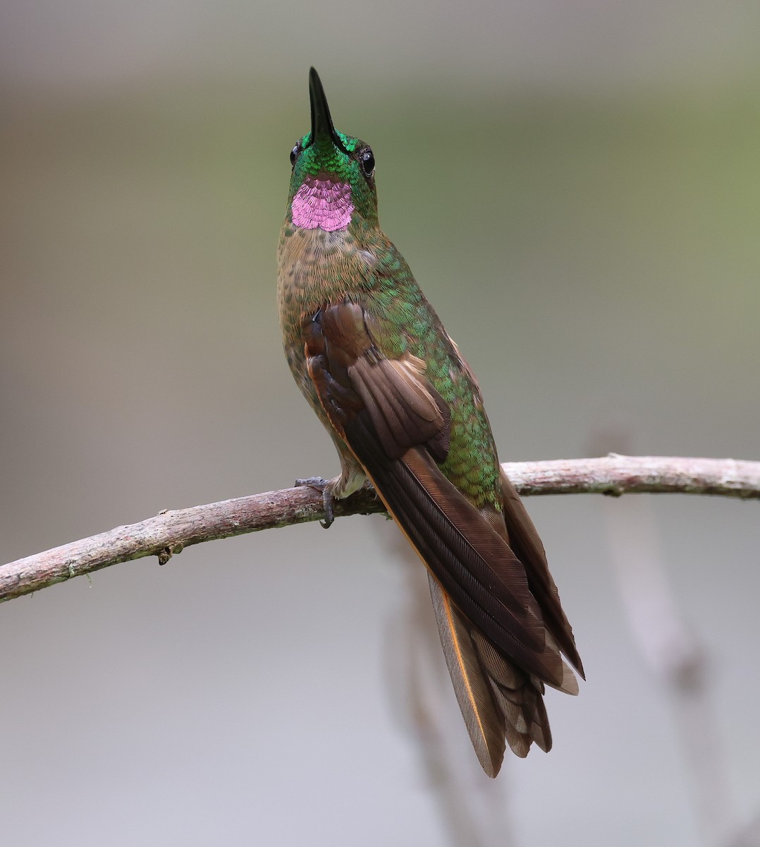 Fawn-breasted Brilliant - ML610483168