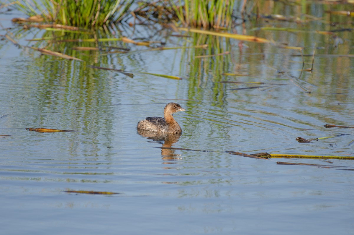 Pied-billed Grebe - ML610483187