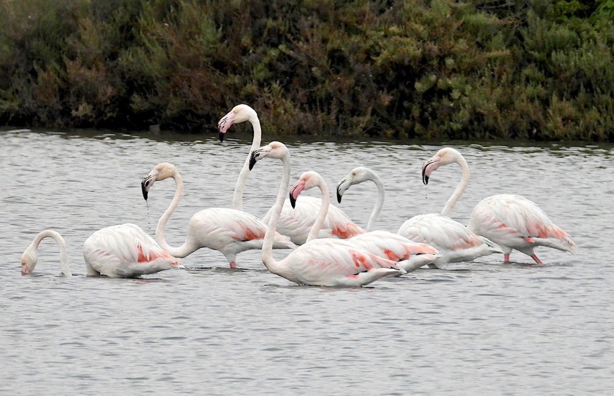 Flamant rose - ML610483249