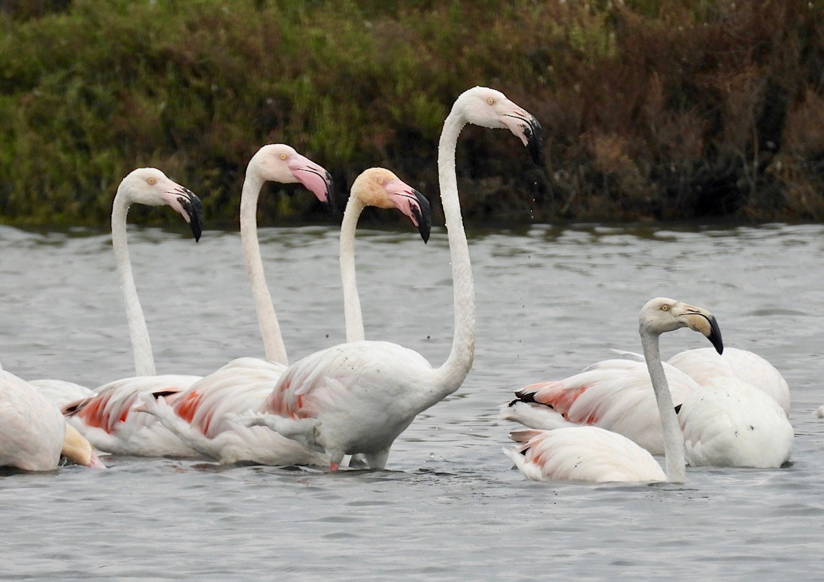 Flamant rose - ML610483250