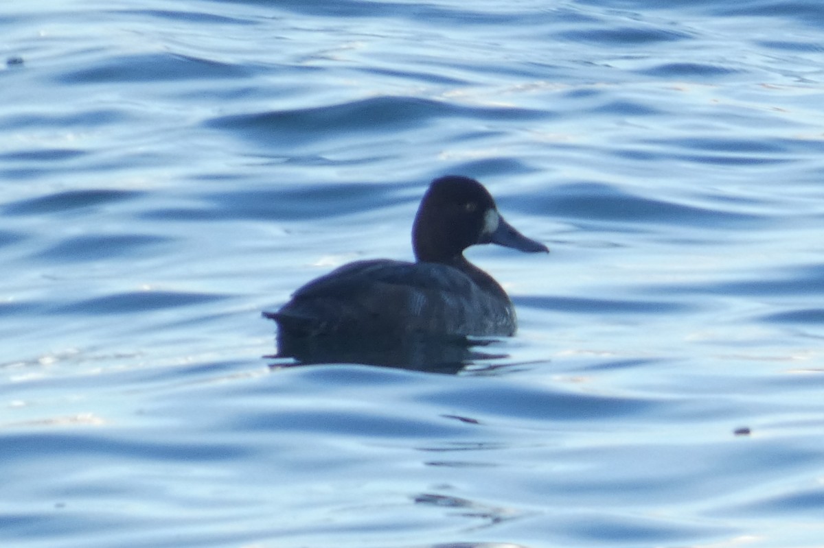 Lesser Scaup - ML610483288