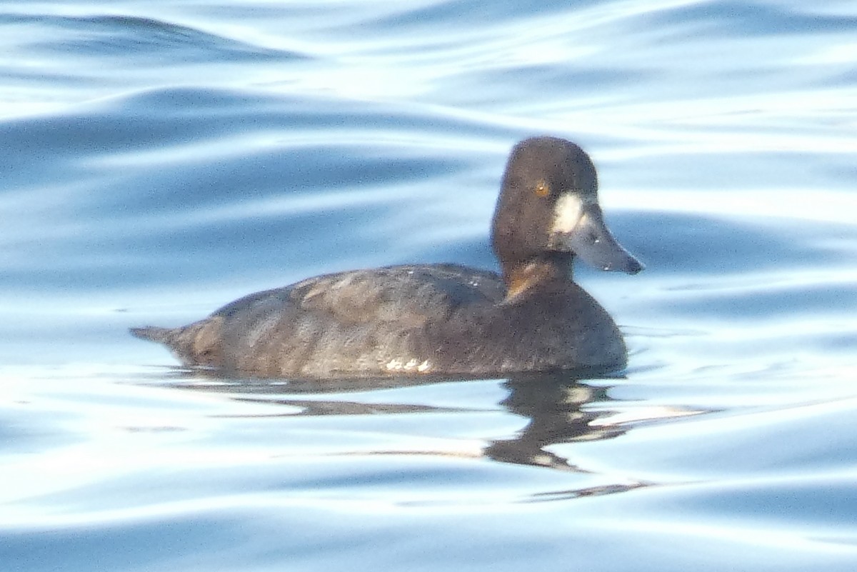 Lesser Scaup - ML610483289