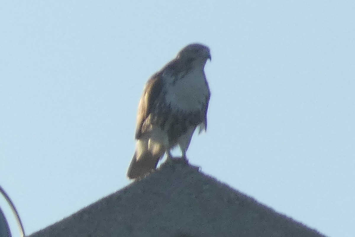 Red-tailed Hawk - Anonymous