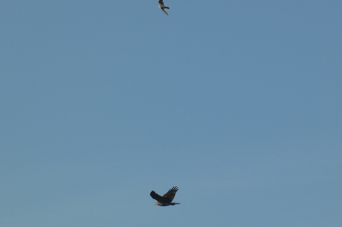 Red-tailed Hawk - Anonymous