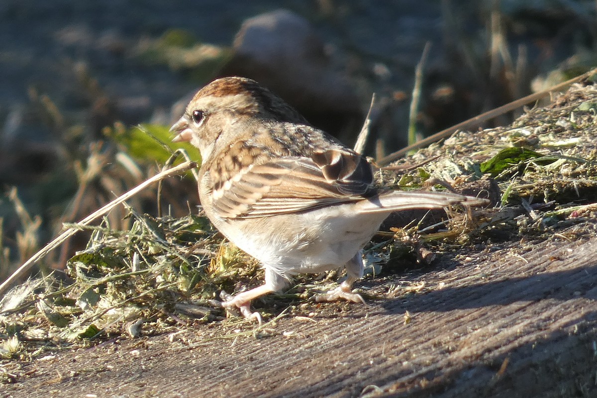 Chipping Sparrow - ML610483302