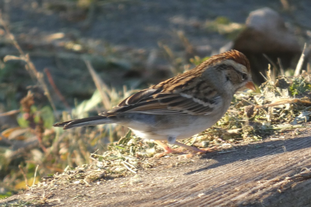 Chipping Sparrow - ML610483303