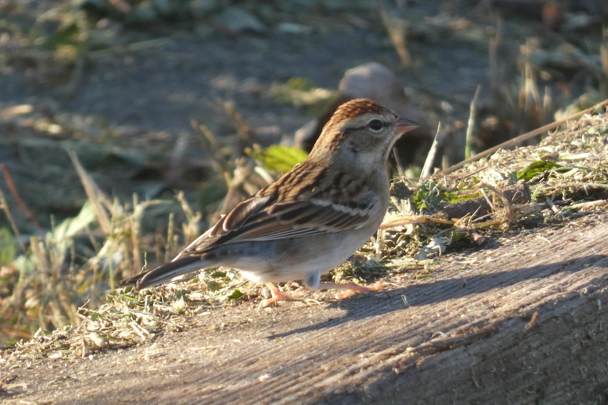 Chipping Sparrow - ML610483304