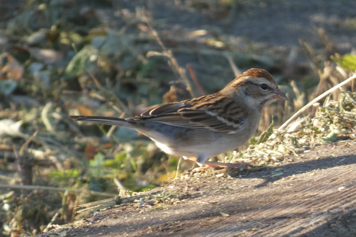 Chipping Sparrow - ML610483305
