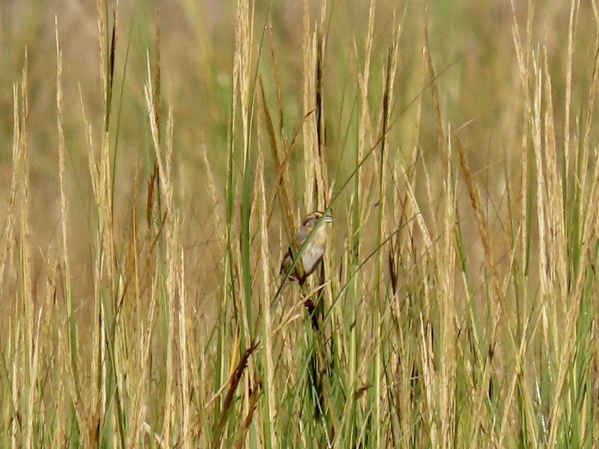 Nelson's Sparrow - Nancy Barnhart