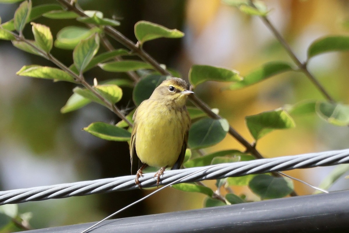 Palm Warbler (Yellow) - ML610483340