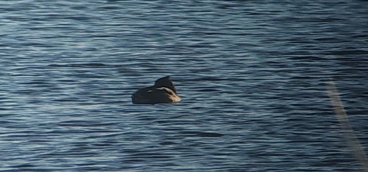 Tufted Duck - ML610483375