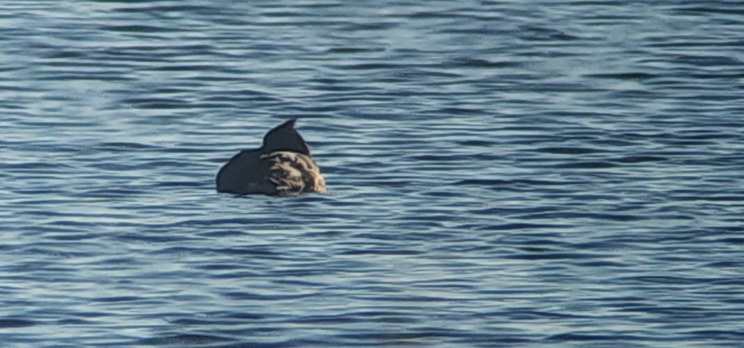Tufted Duck - ML610483388