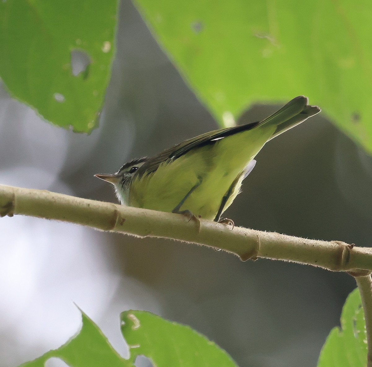 Brown-capped Vireo - Bob Fogg