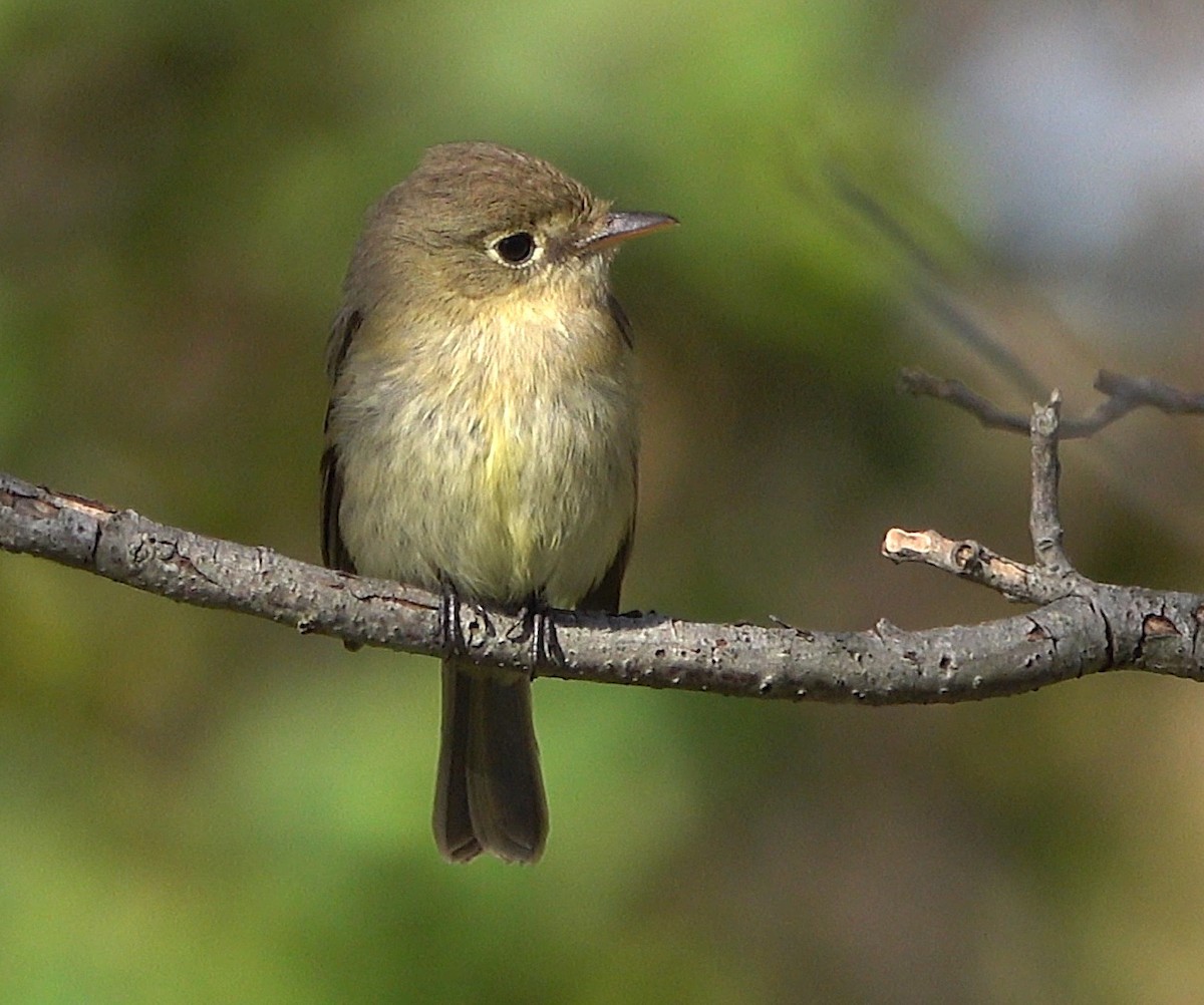 Western Flycatcher - Tom Haggerty