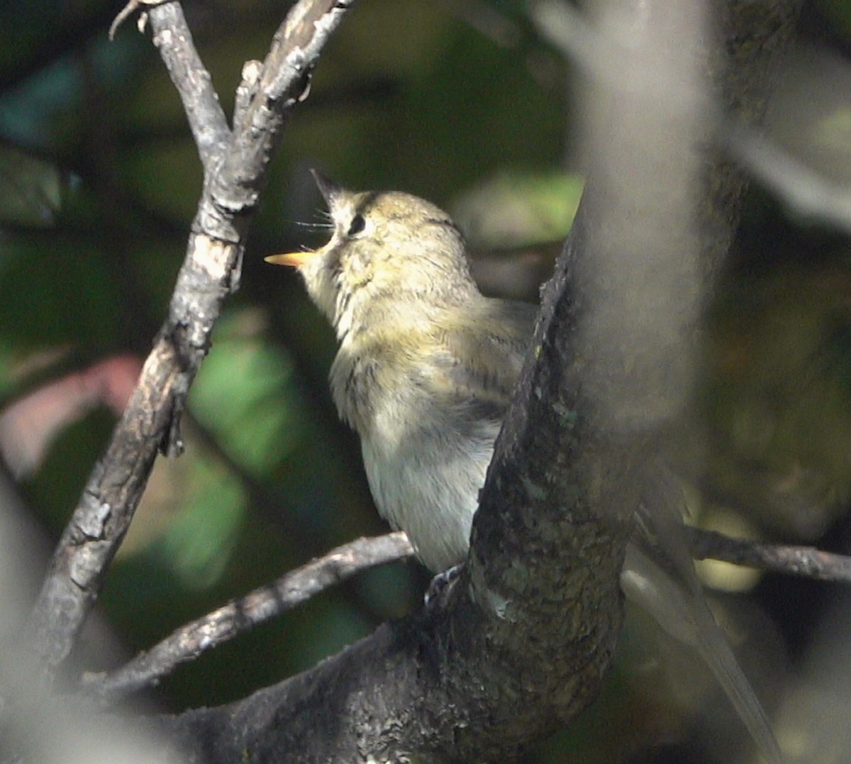 Western Flycatcher - Tom Haggerty