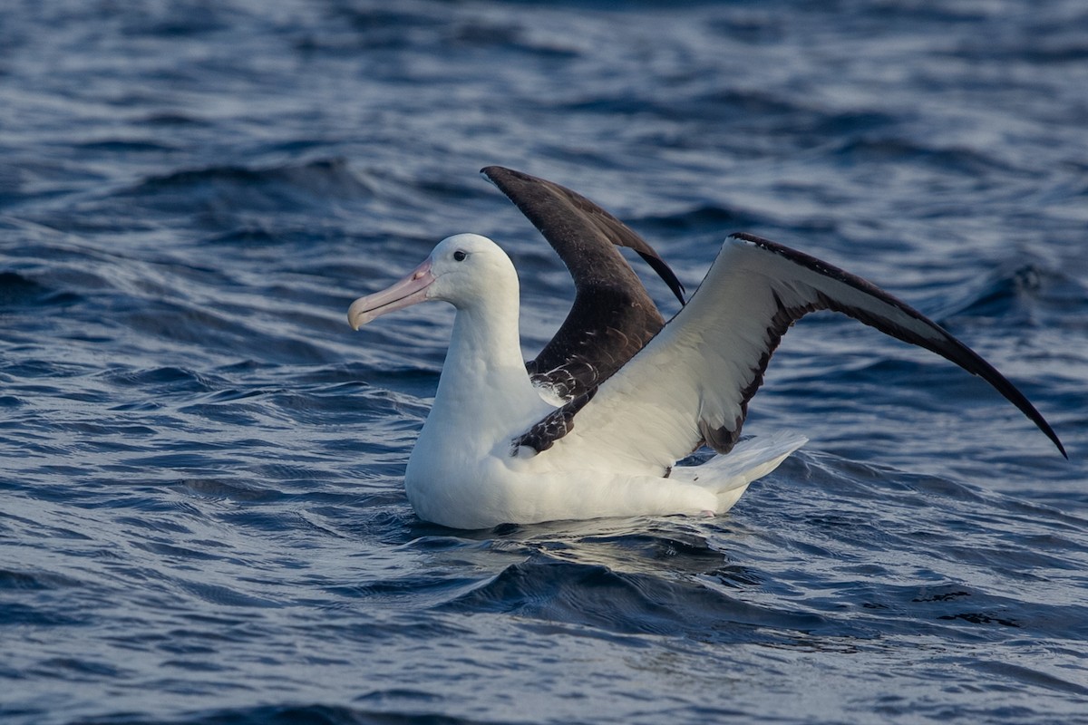 albatros Sanfordův/královský - ML610483551